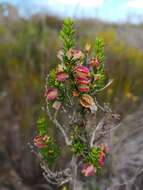 Image of Cliffortia burgersii E. G. H. Oliver & A. C. Fellingham