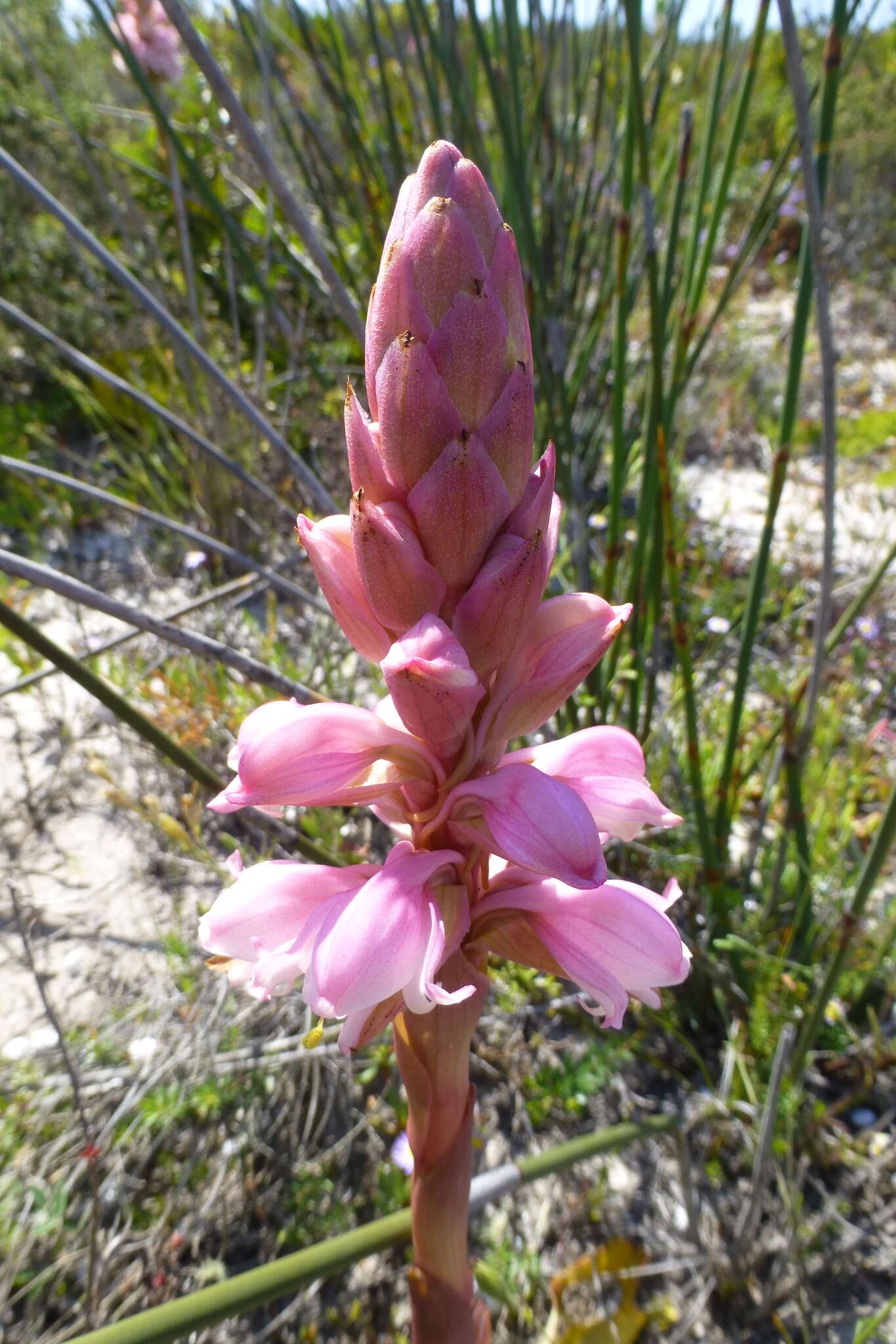 صورة Satyrium carneum (Aiton) Sims