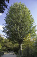 Image de Zelkova carpinifolia (Pall.) C. Koch