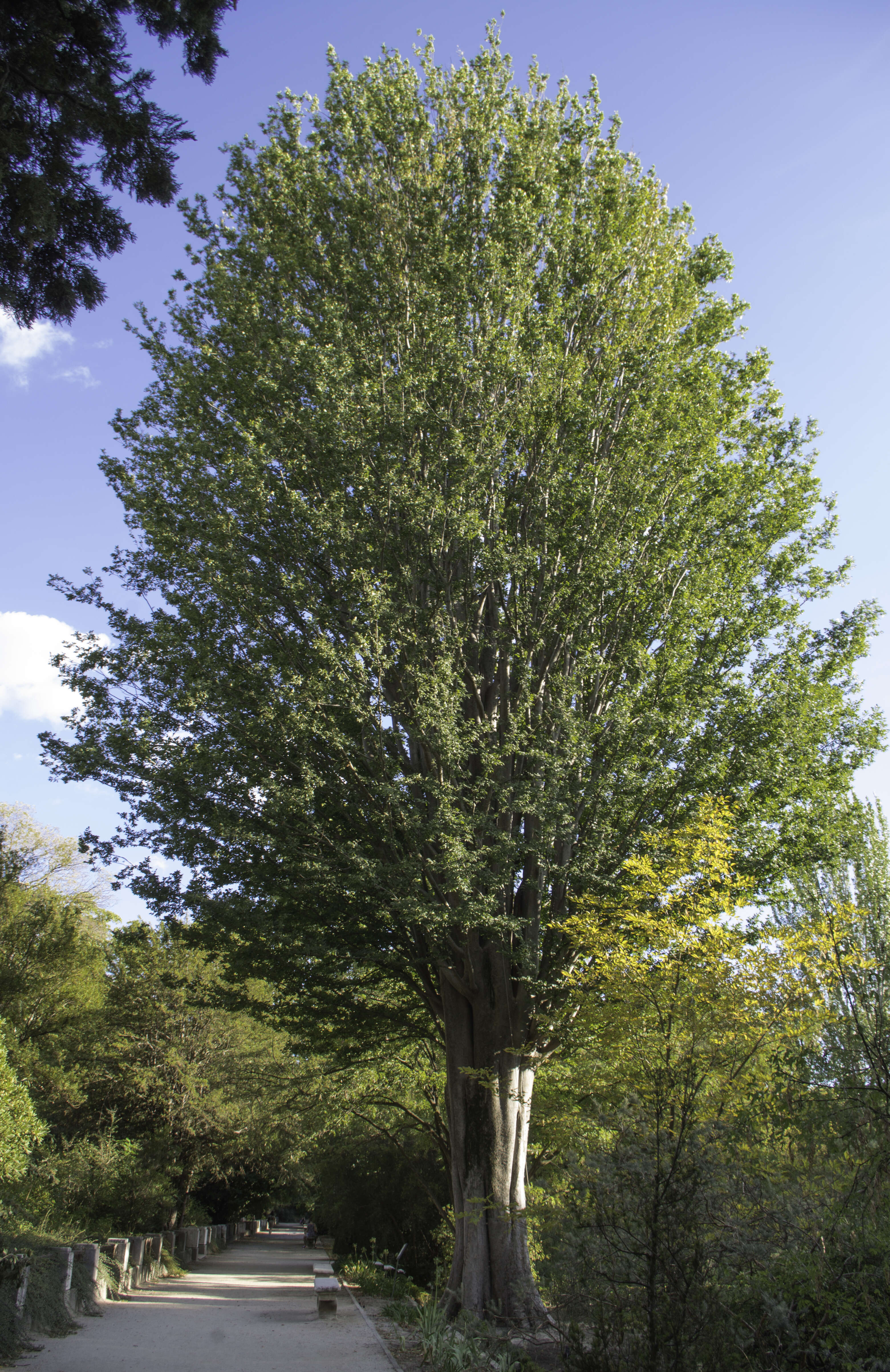 Image of Caucasian zelkova