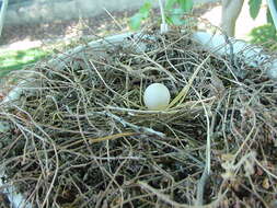 Image of American Mourning Dove