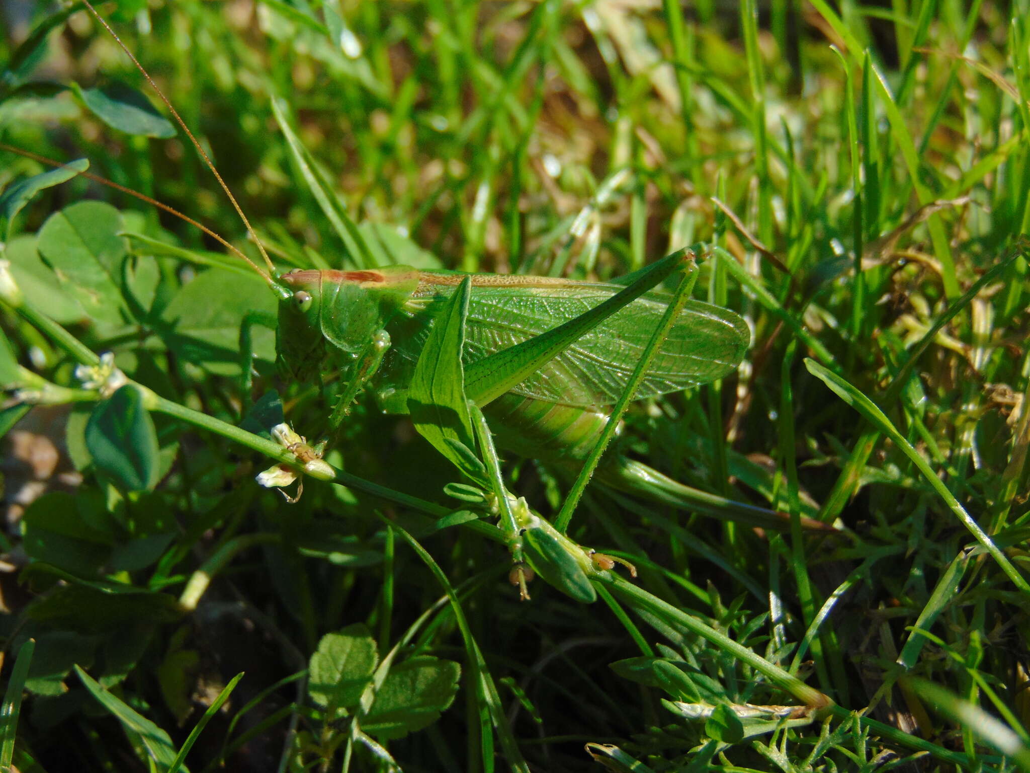 Image of upland green bush-cricket