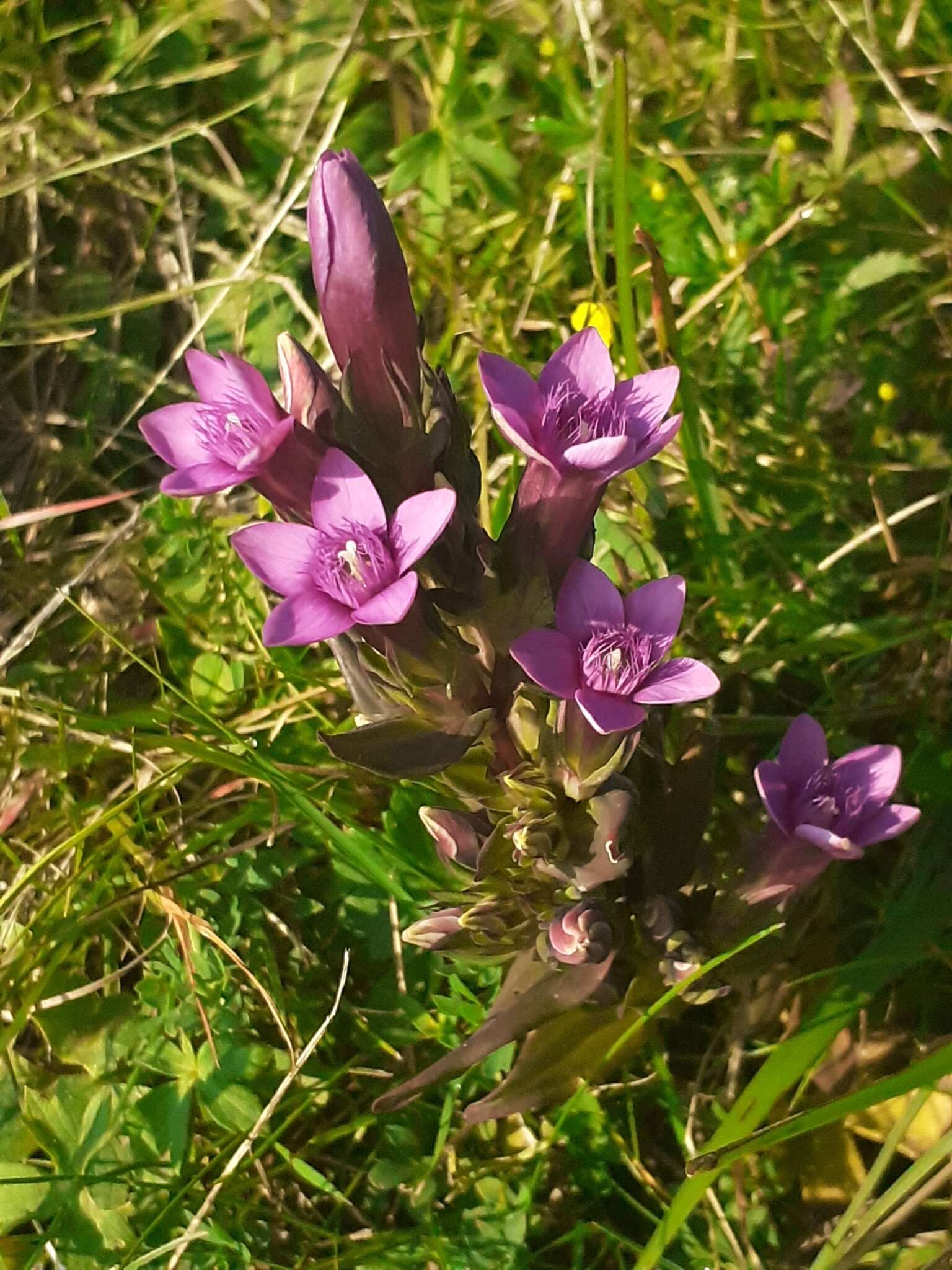 Imagem de Gentianella anisodonta (Borbás) A. & D. Löve