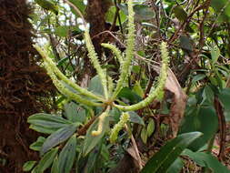 Image of Single-Nerve Peperomia