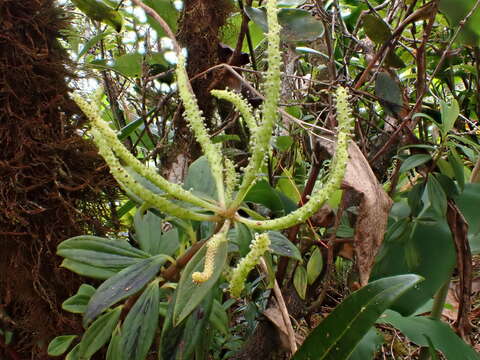 Image of Single-Nerve Peperomia