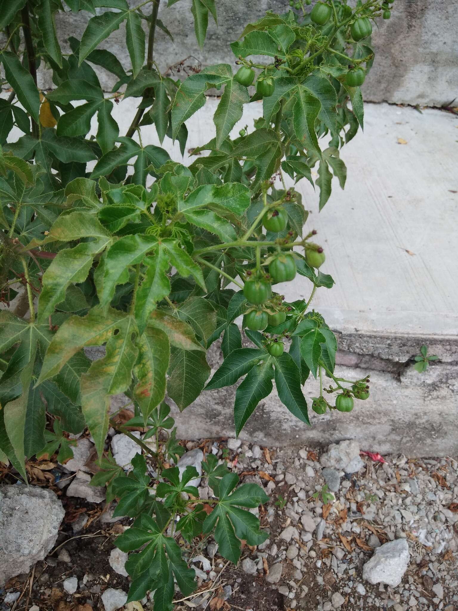 Image of bellyache bush