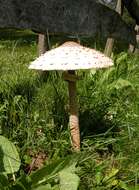 Image of Macrolepiota procera (Scop.) Singer 1948