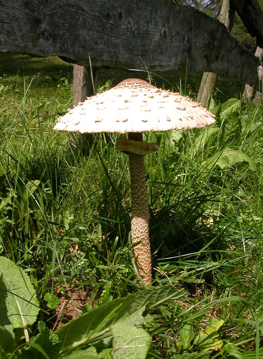 Image of Macrolepiota procera (Scop.) Singer 1948