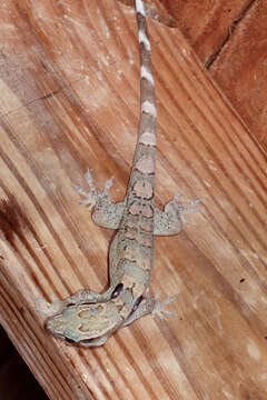 Image of Spotted Caribbean Gecko