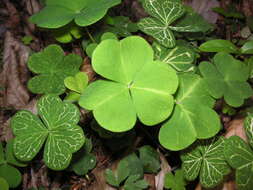 Imagem de Oxalis acetosella L.