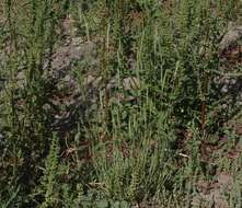 Image of Lemmon's canarygrass