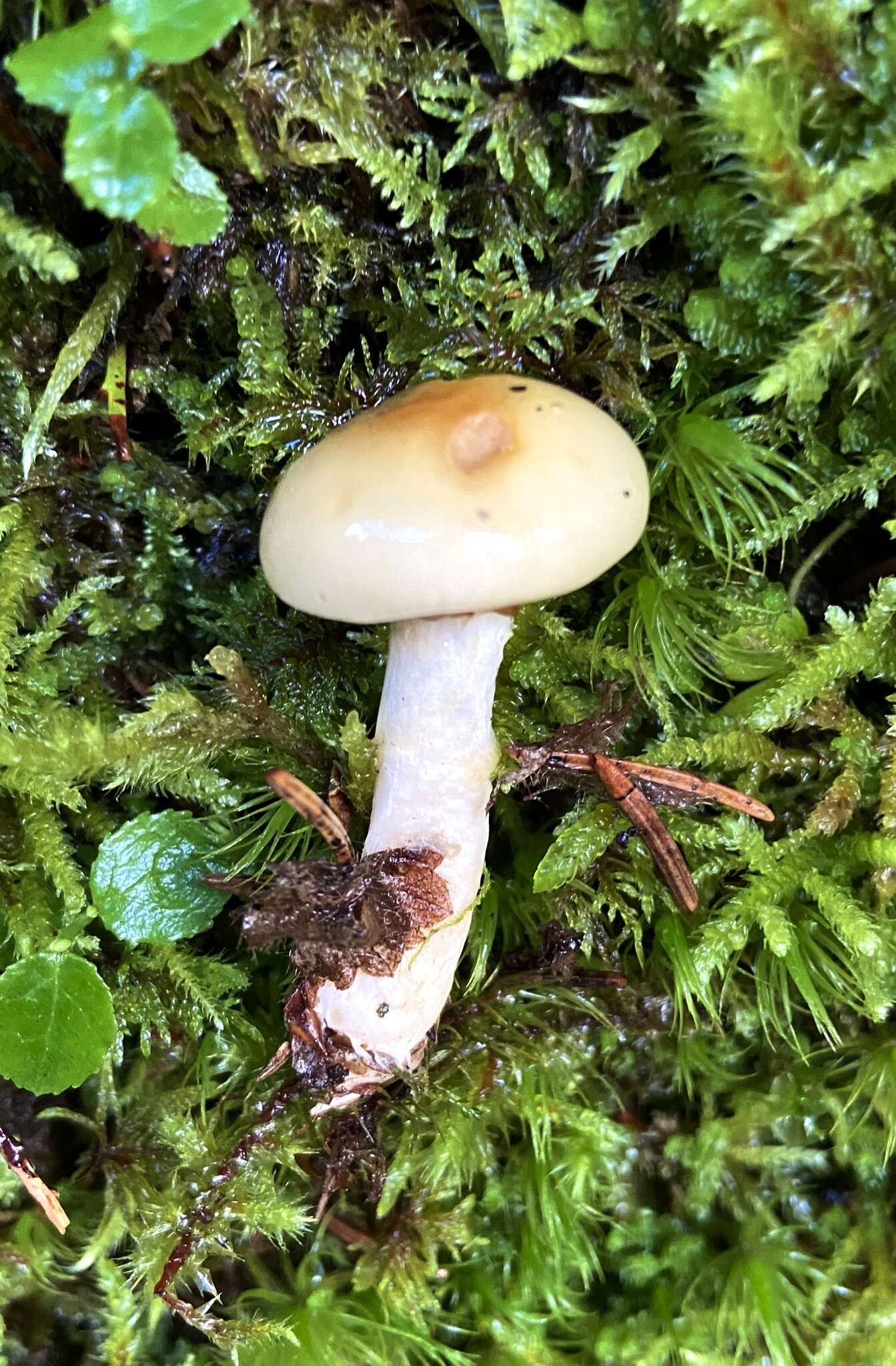 Imagem de Cortinarius delibutus Fr. 1838