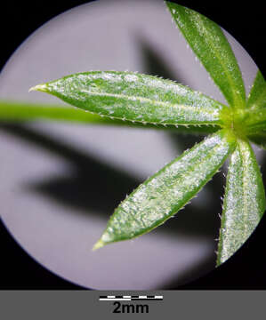 Image of Fen Bedstraw