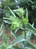 Silphium integrifolium var. laeve Torr. & A. Gray resmi