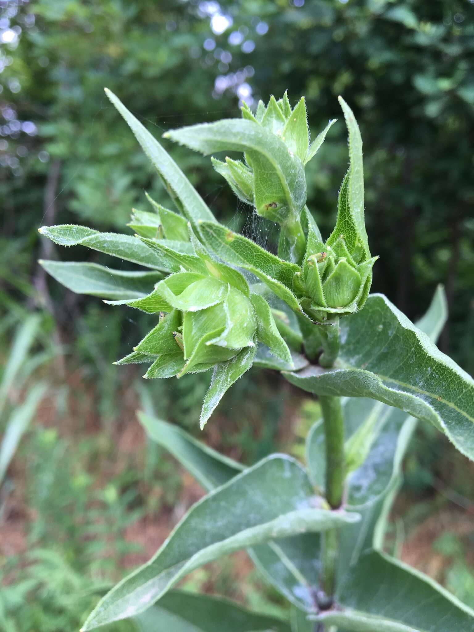 Silphium integrifolium var. laeve Torr. & A. Gray resmi