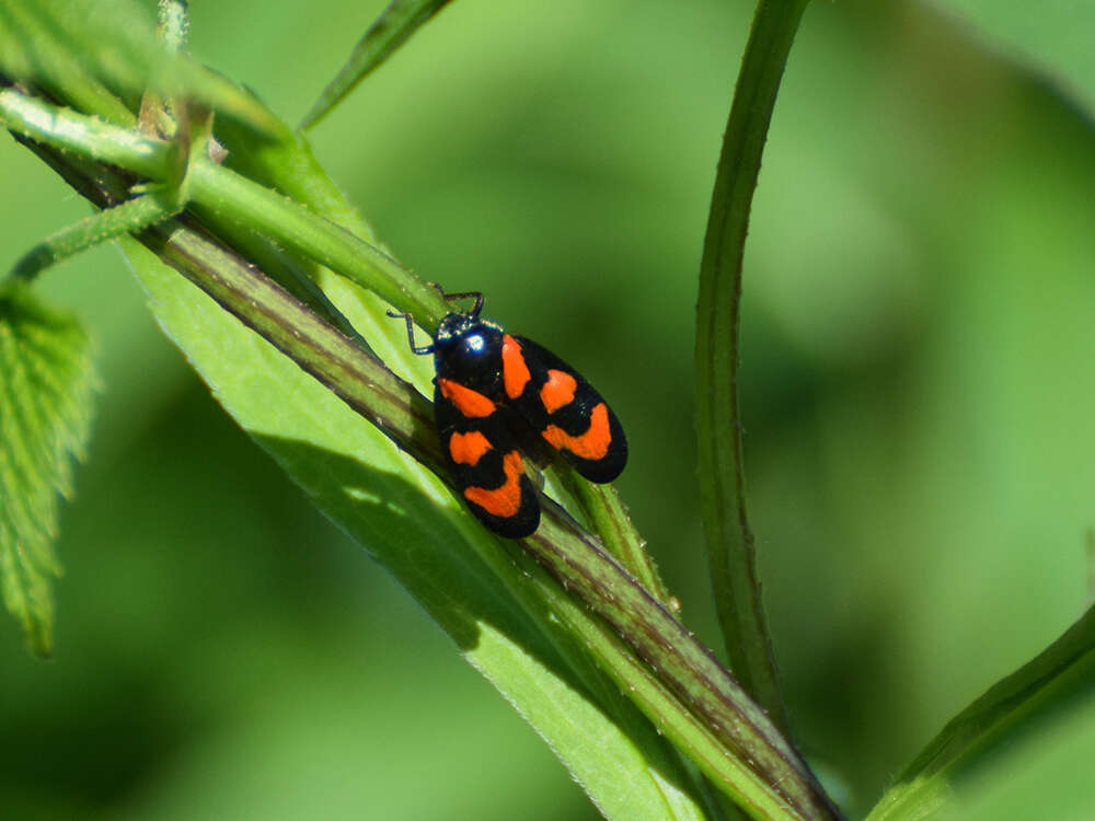 Image of Red-and-black Froghopper