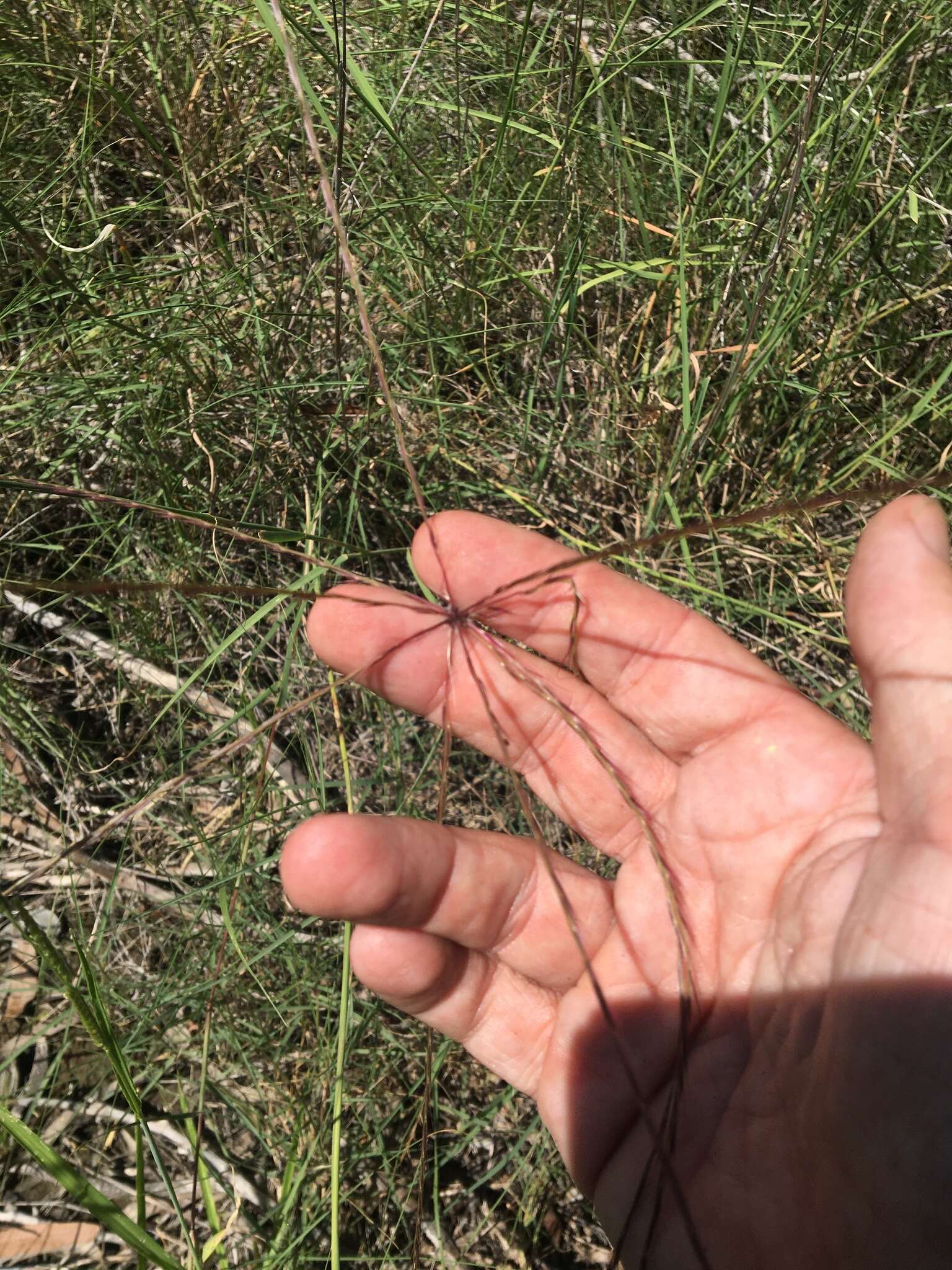 Image of umbrella grass