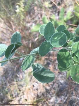 Image de Lespedeza hirta subsp. hirta