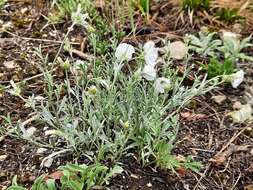 Слика од Convolvulus calvertii subsp. ruprechtii (Boiss.) J. R. I. Wood & Scotland