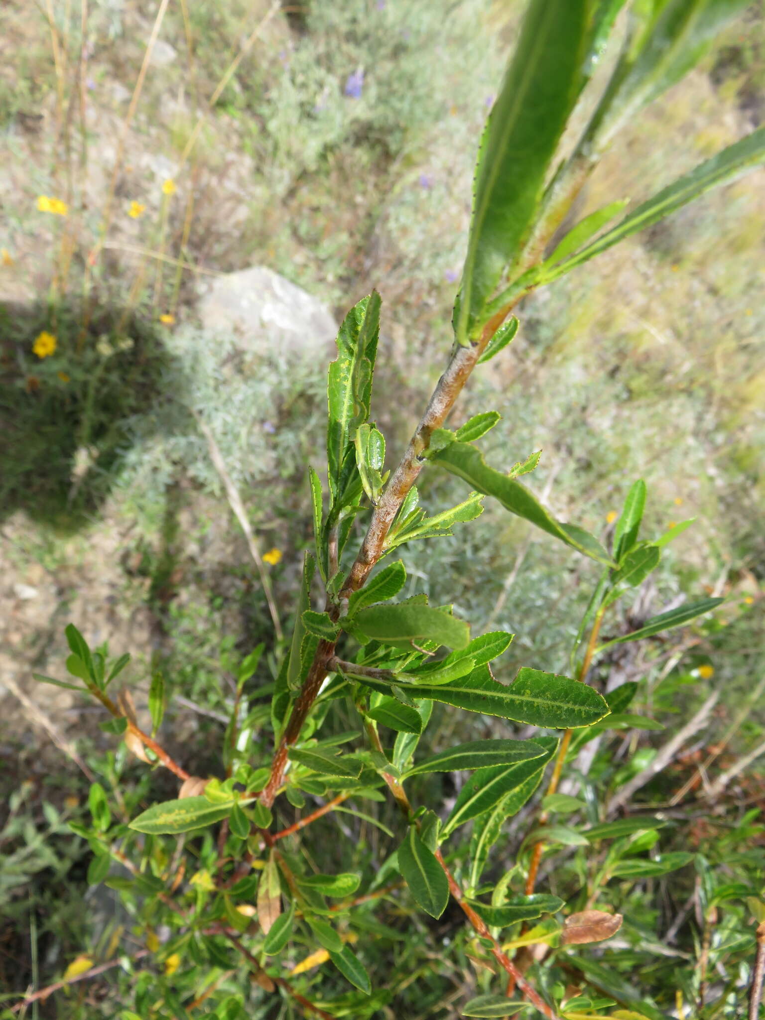 Kageneckia lanceolata Ruiz & Pav.的圖片