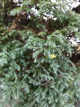 Image of Sawara Cypress