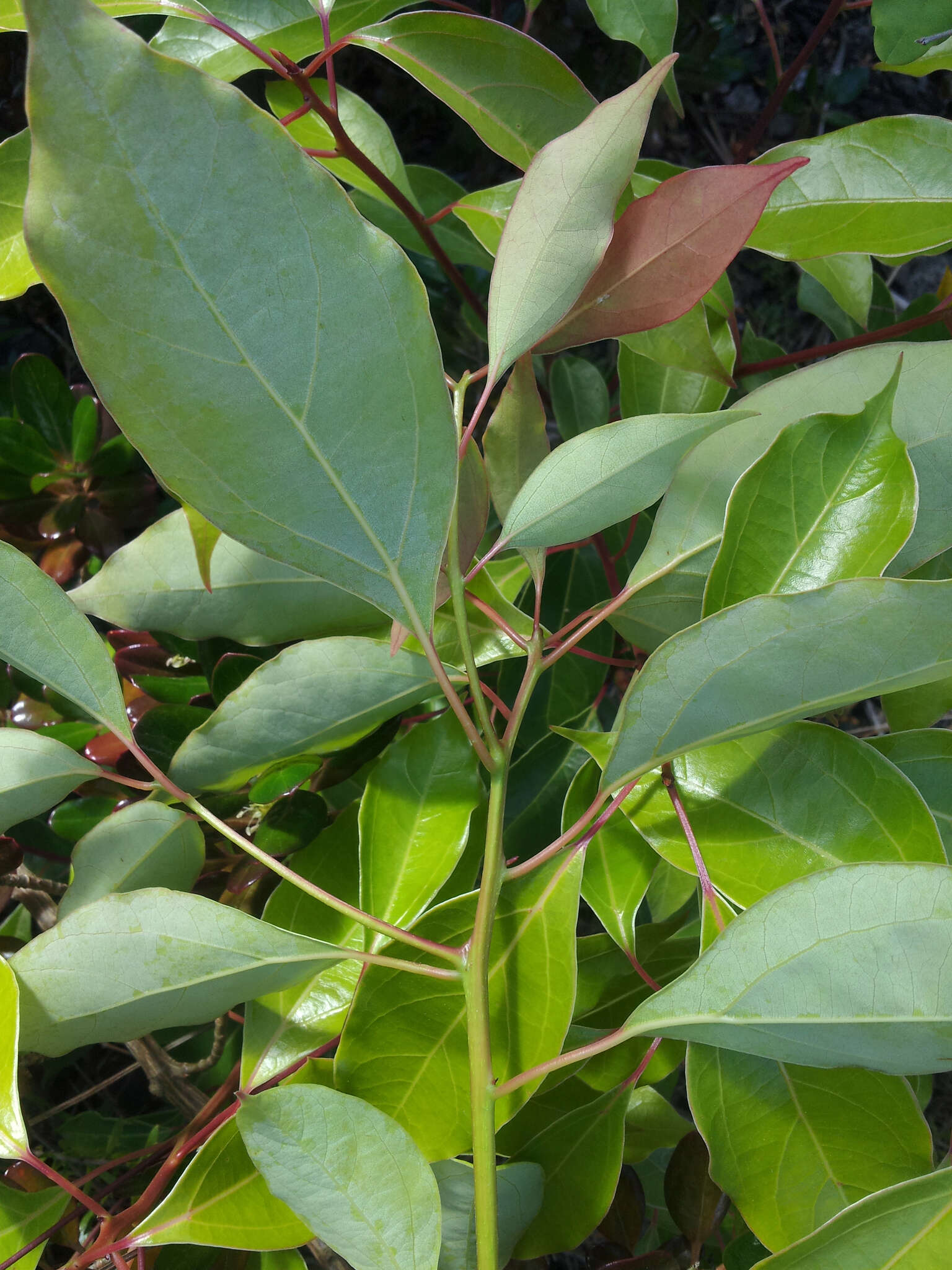 Image of Camphor laurel