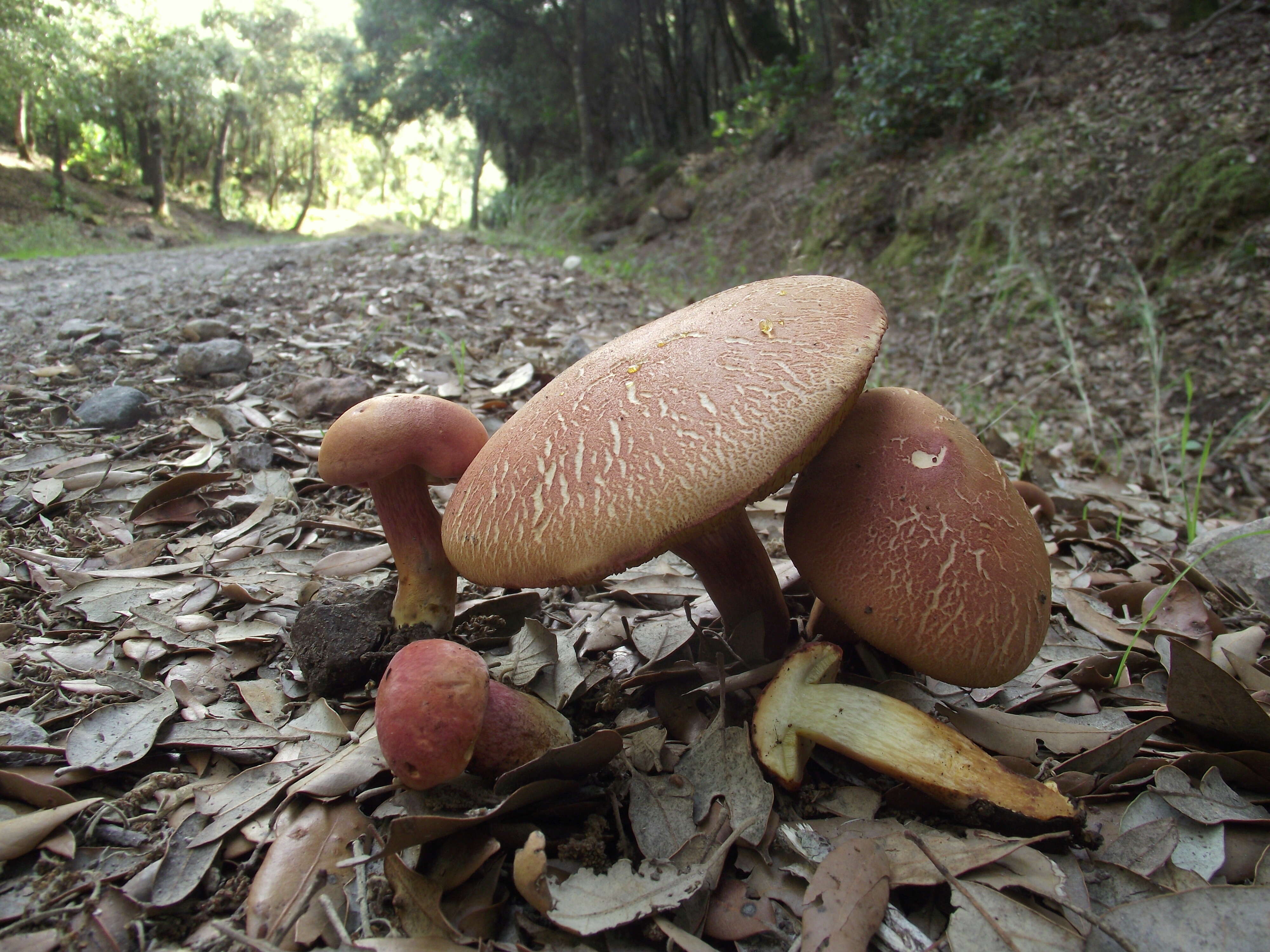 Image of Rheubarbariboletus