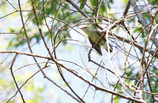 Image of Kamchatka Leaf Warbler