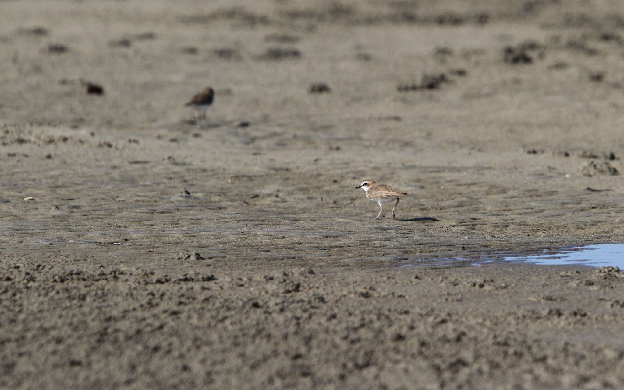 Слика од Charadrius javanicus Chasen 1938