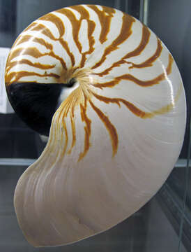 Plancia ëd Nautilus macromphalus G. B. Sowerby II 1849