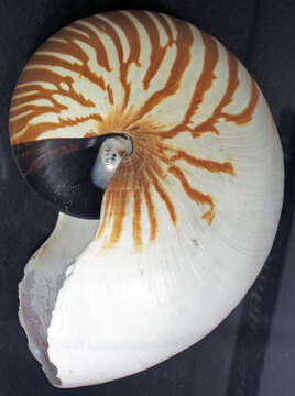 Image de Nautilus belauensis Saunders 1981