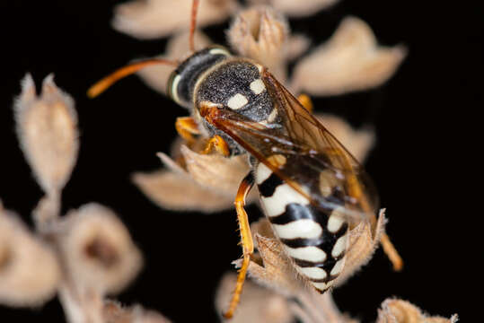 Image of Stizus bipunctatus (F. Smith 1856)