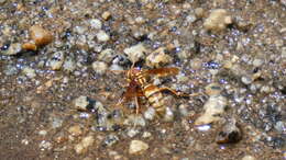 Image of Polistes dorsalis californicus Bohart 1949