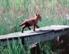 Image of Foxes