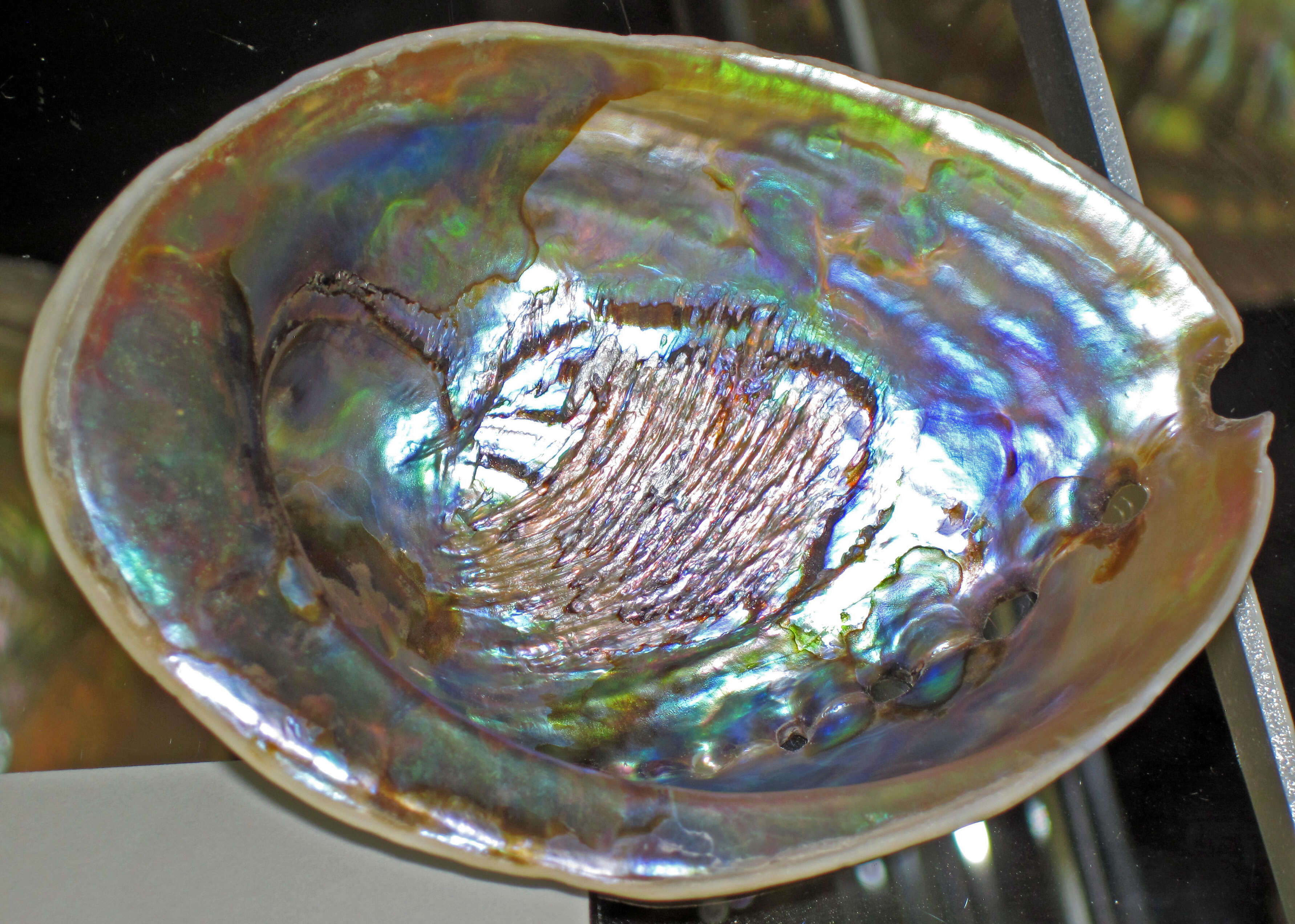 Image of blackfoot paua