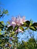 Imagem de Rhododendron ovatum (Lindl.) Planch. ex Maxim.