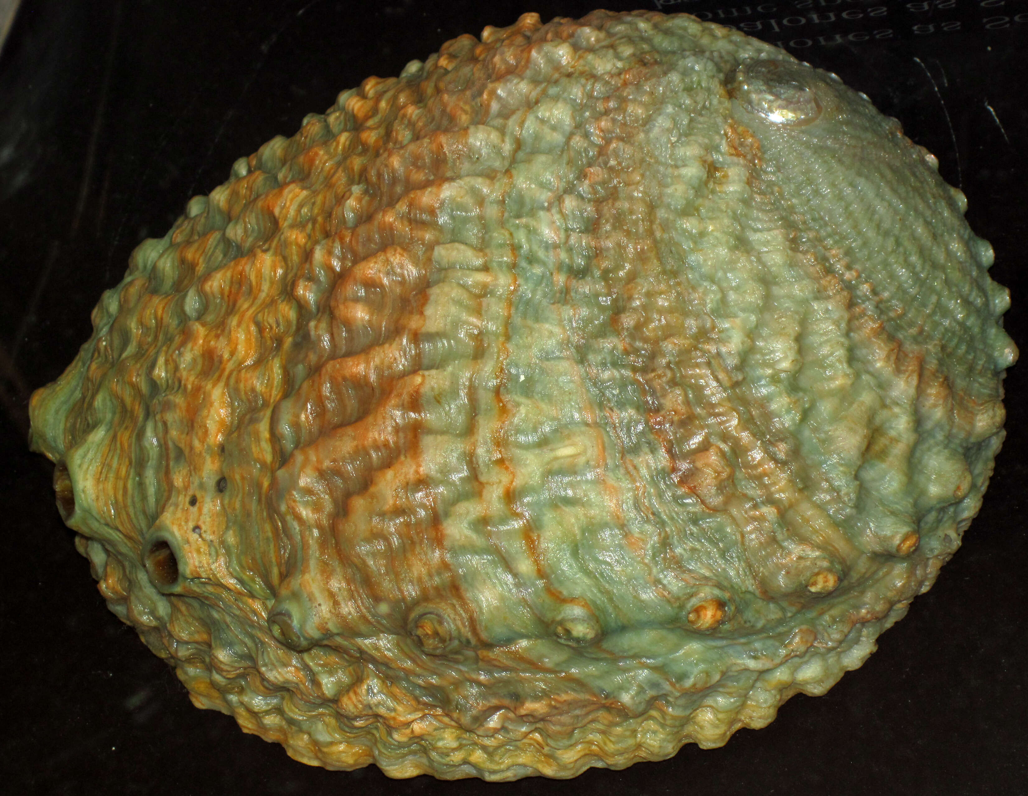 Image of pink abalone