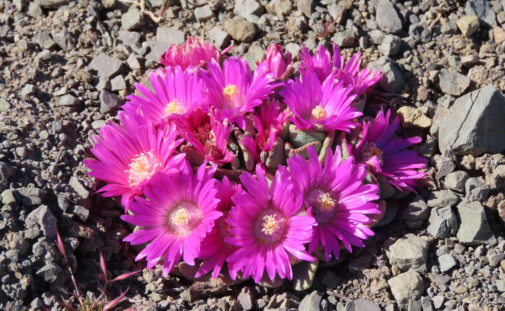 Image of Aloinopsis spathulata (Thunb.) L. Bol.