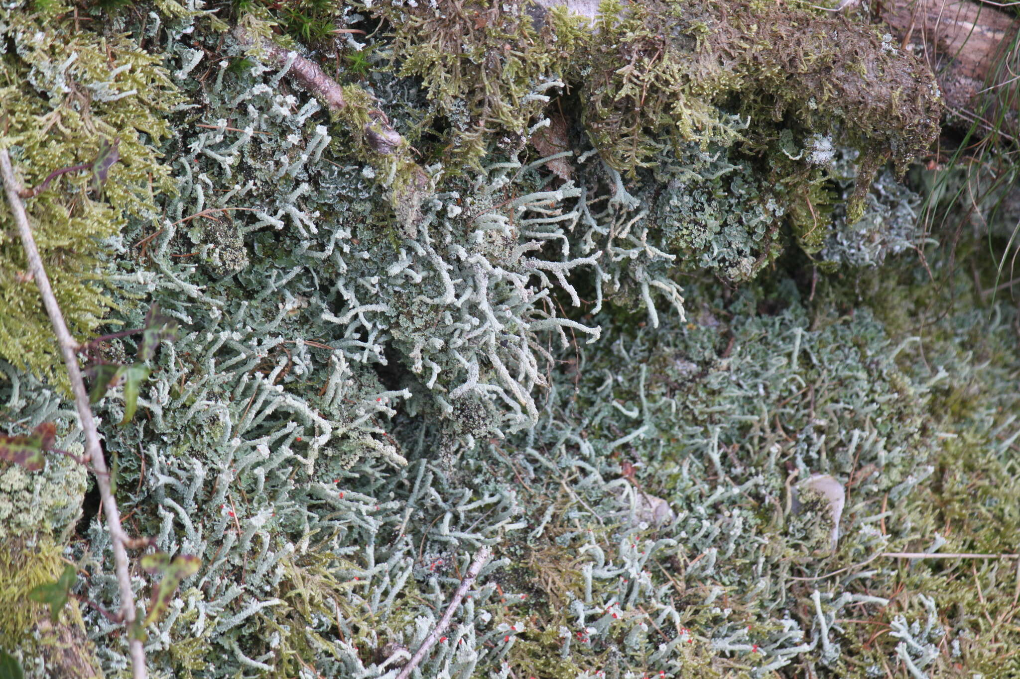 Image of Cladonia polydactyla (Flörke) Spreng.