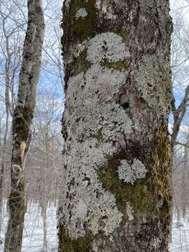 Image of Heterodermia speciosa (Wulfen) Trevis.