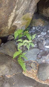 Image of Amauropelta argentina (Hieron.) Salino & T. E. Almeida