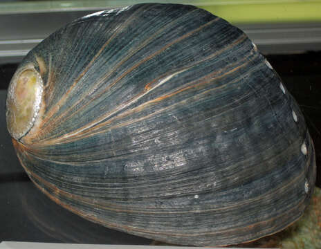 Image of Black Abalone