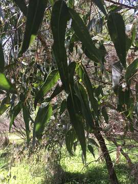 Image of Western Australian floodedgum