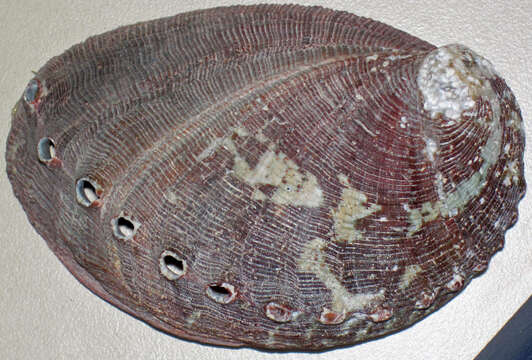 Image of Abalone