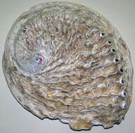 Image of Midas Ear Abalone