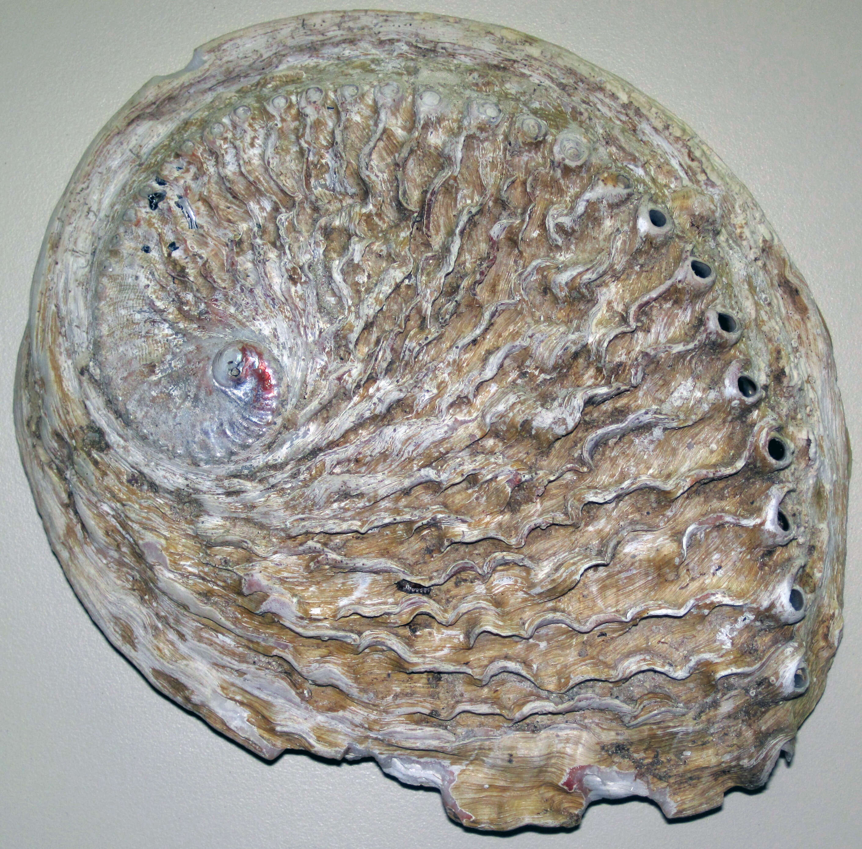 Image of Midas Ear Abalone