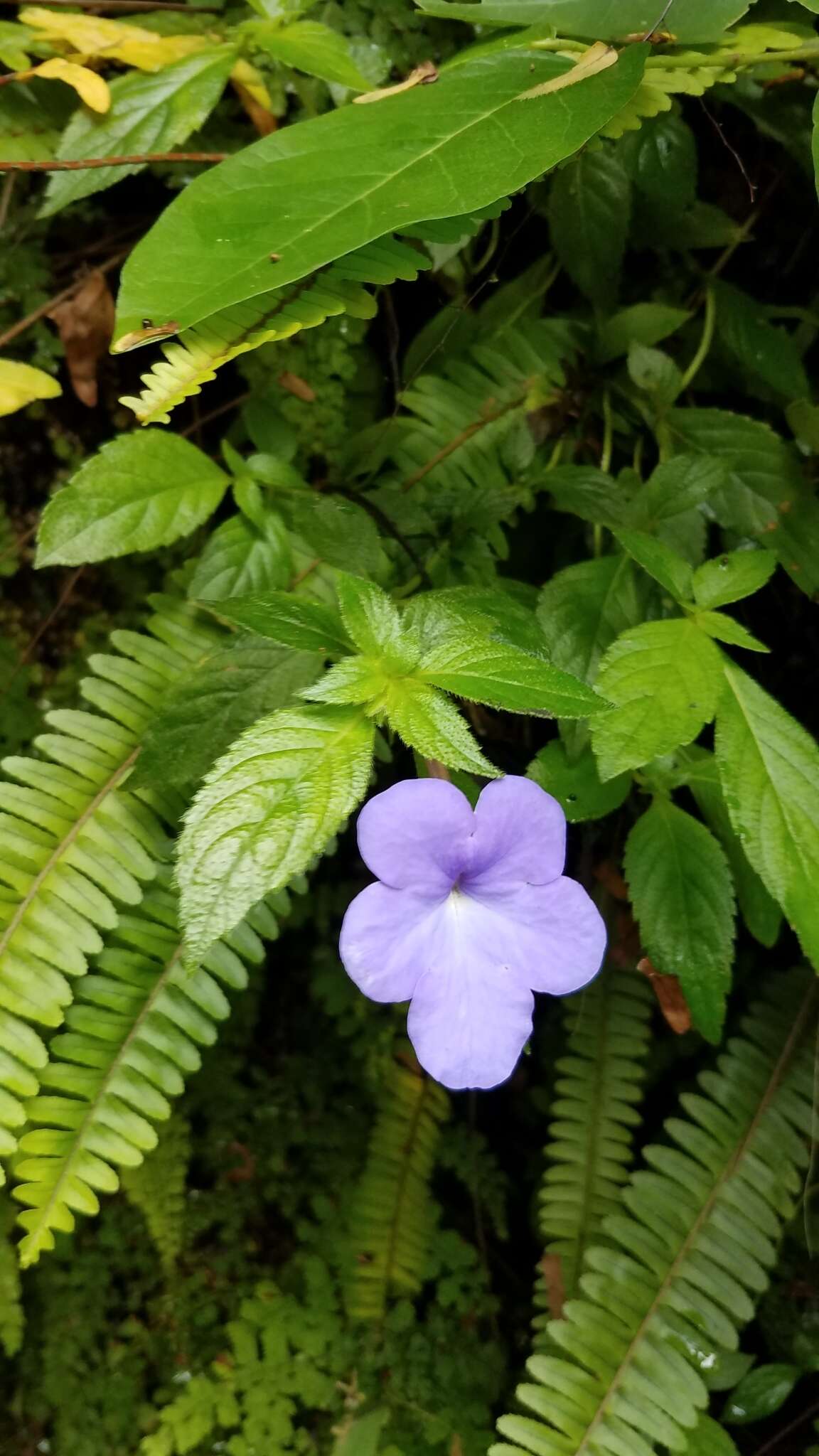 Image of Achimenes longiflora DC.