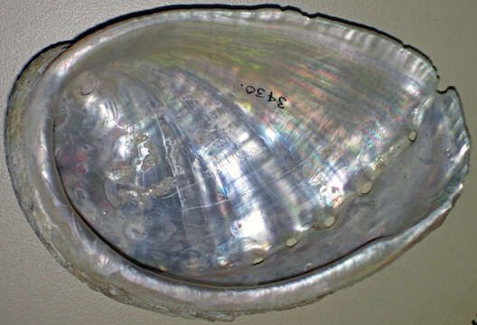 Image of Abalone