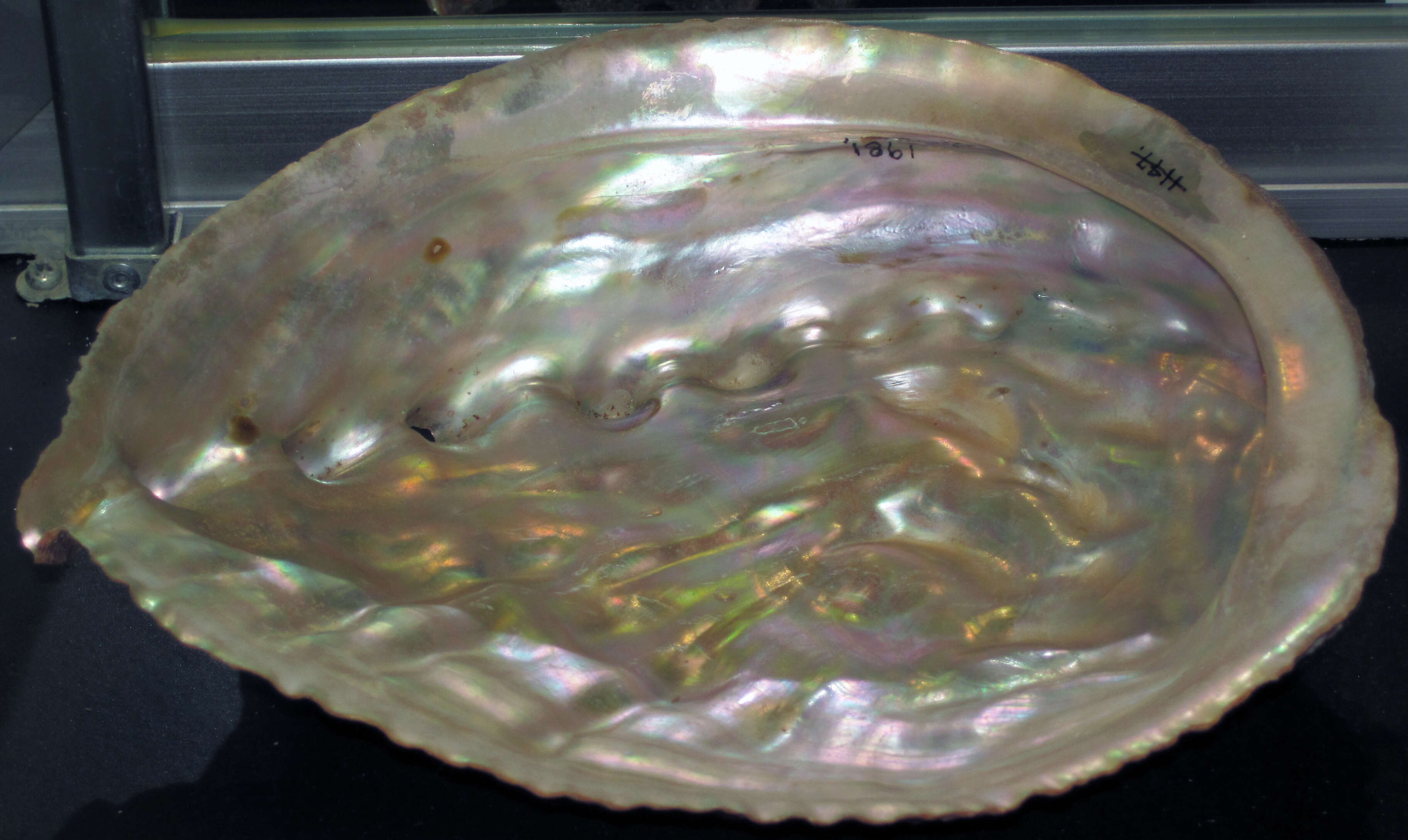 Image of giant abalone