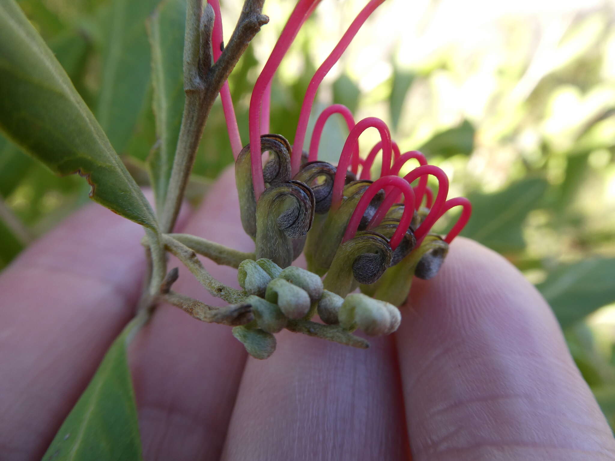 Image of Grevillea ilicifolia subsp. ilicifolia